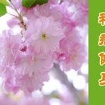 才俊女子們絕處逢生的故事(圖)
