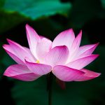 健康人生-诚信使人高贵(图)